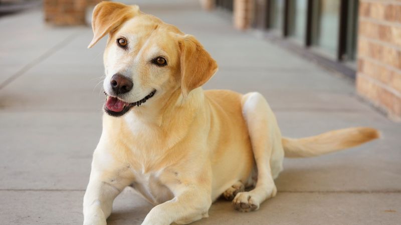 Dog Tail Wagging