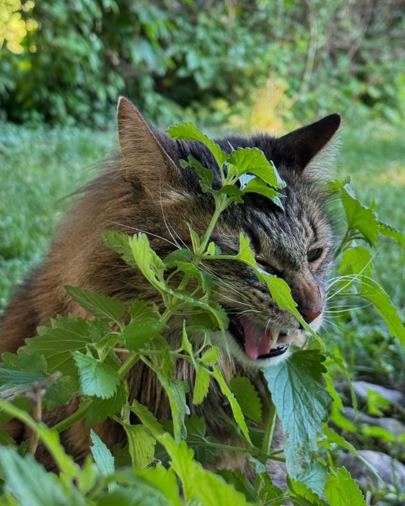 Catnip