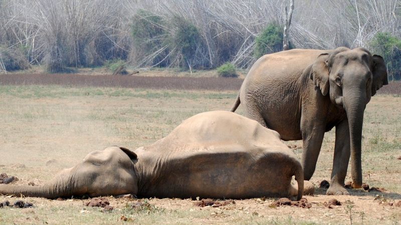 Elephant Mourning Rituals