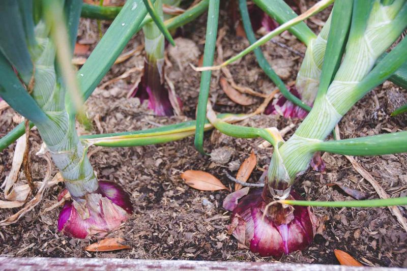 Onion