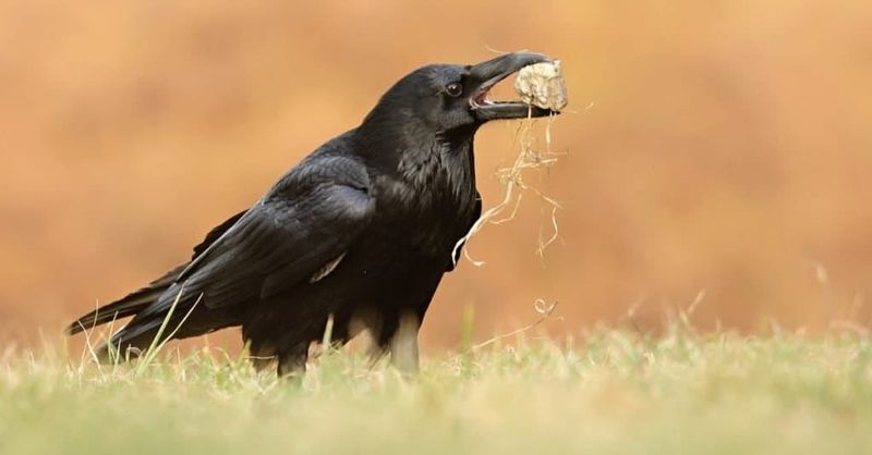 Ravens