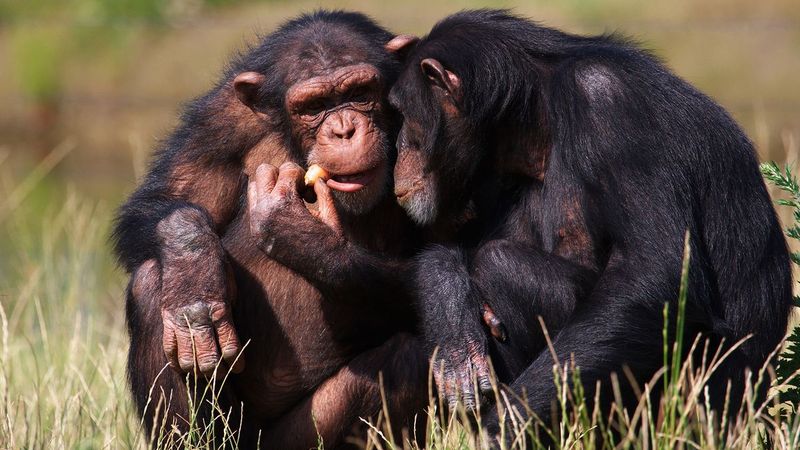 Chimpanzees