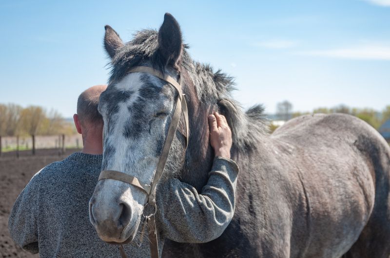 Horses