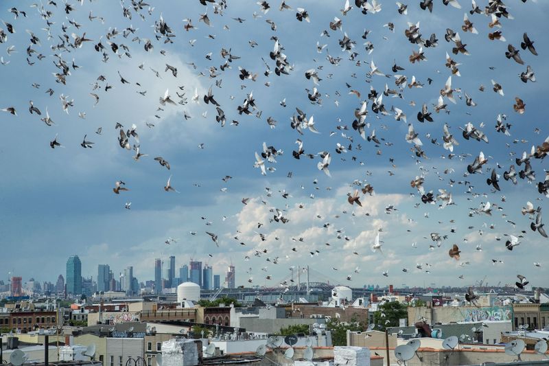 Pigeons' Homing Ability