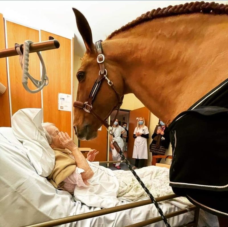 Horses