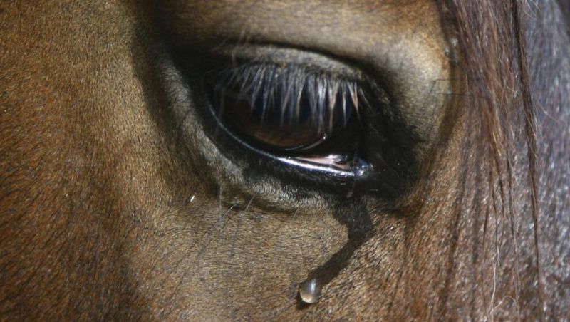 Horses