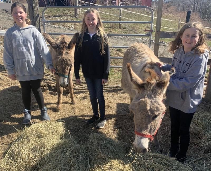 Donkeys