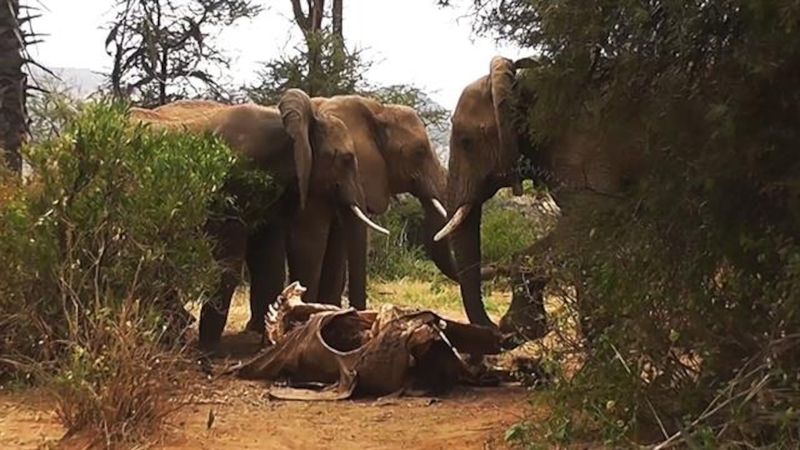 Elephants Mourning Their Dead