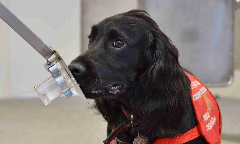 Dogs and Cancer Detection