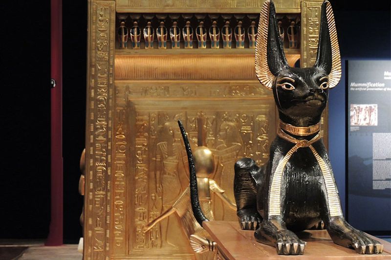 Legal Protections for Cats
