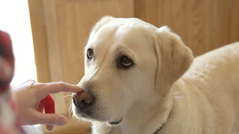 Dogs Responding to Low Blood Sugar