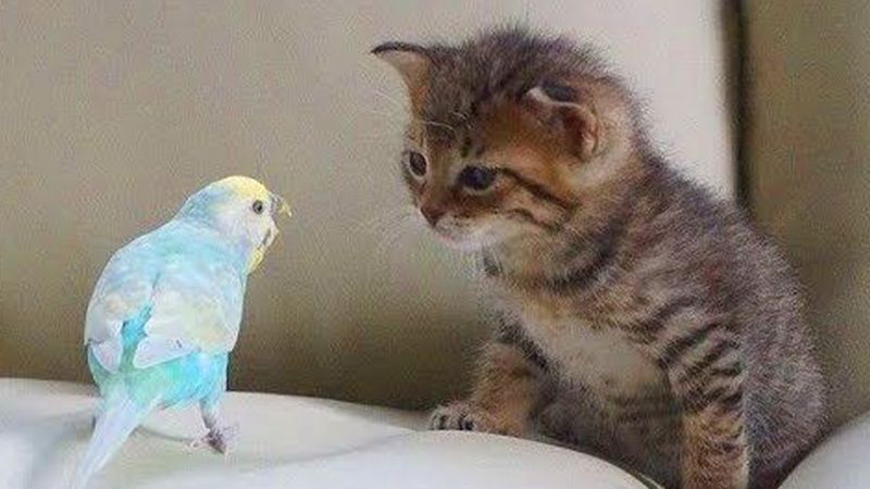 The Curious Cat and the Playful Parrot