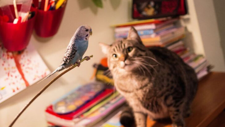 Cats and Parrots as Pets: Can They Really Get Along?