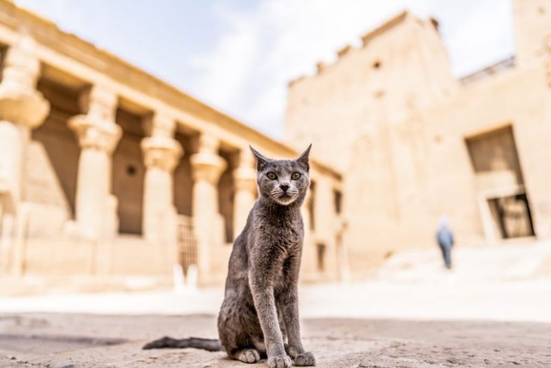 Cats and the Afterlife