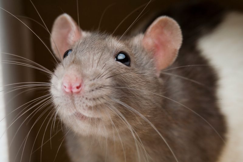 Rats