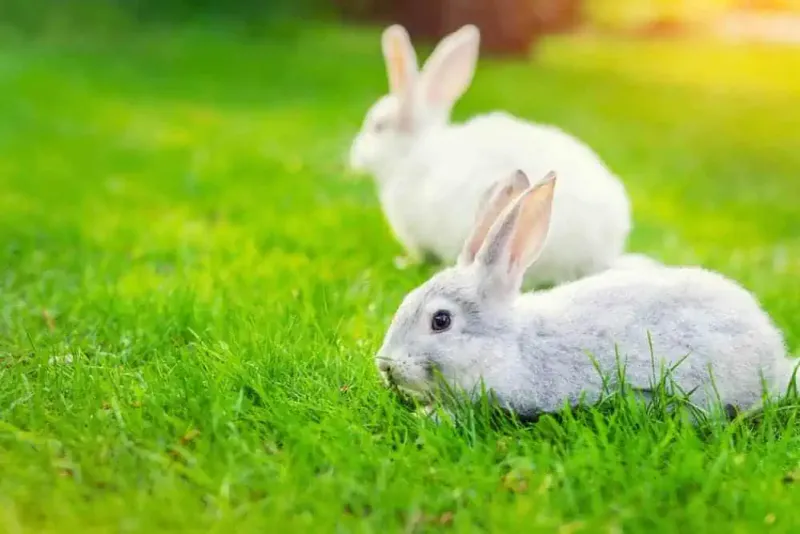 Rabbits