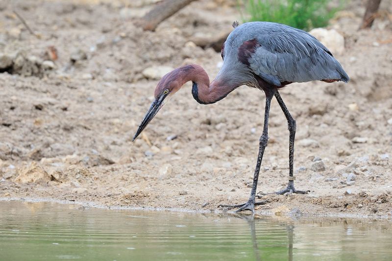 Goliath Heron