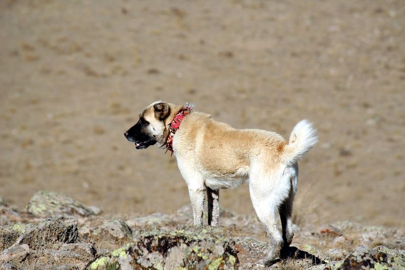 Anatolian Shepherd