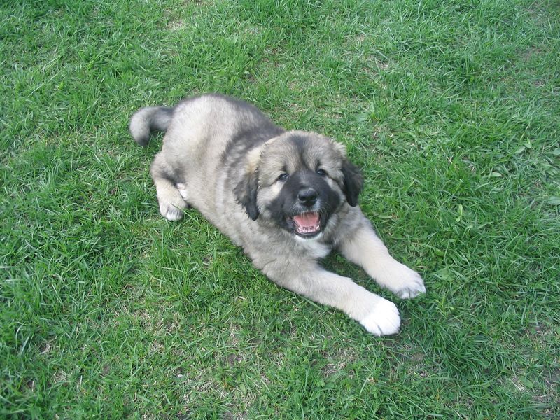 Russian Bear Dog