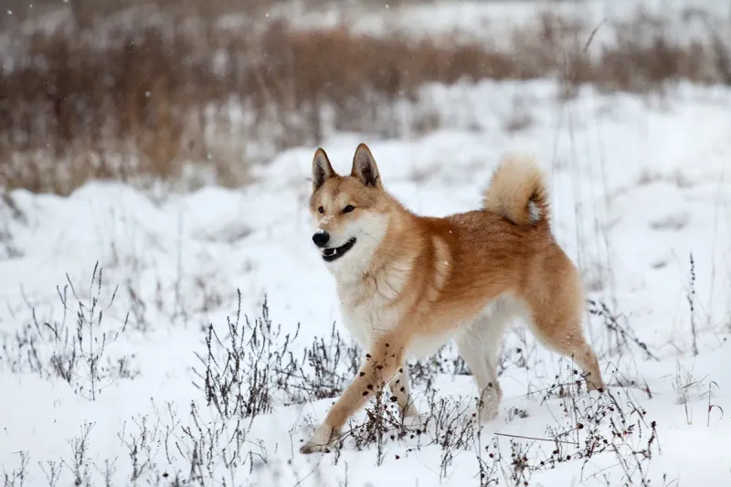East Siberian Laika