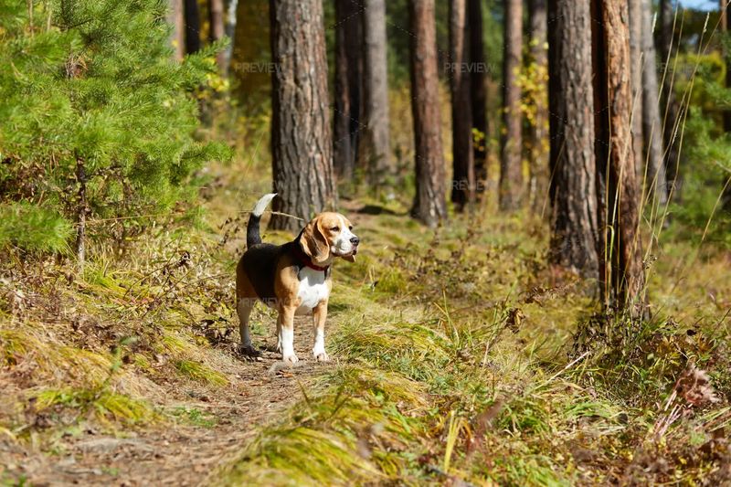 Beagle