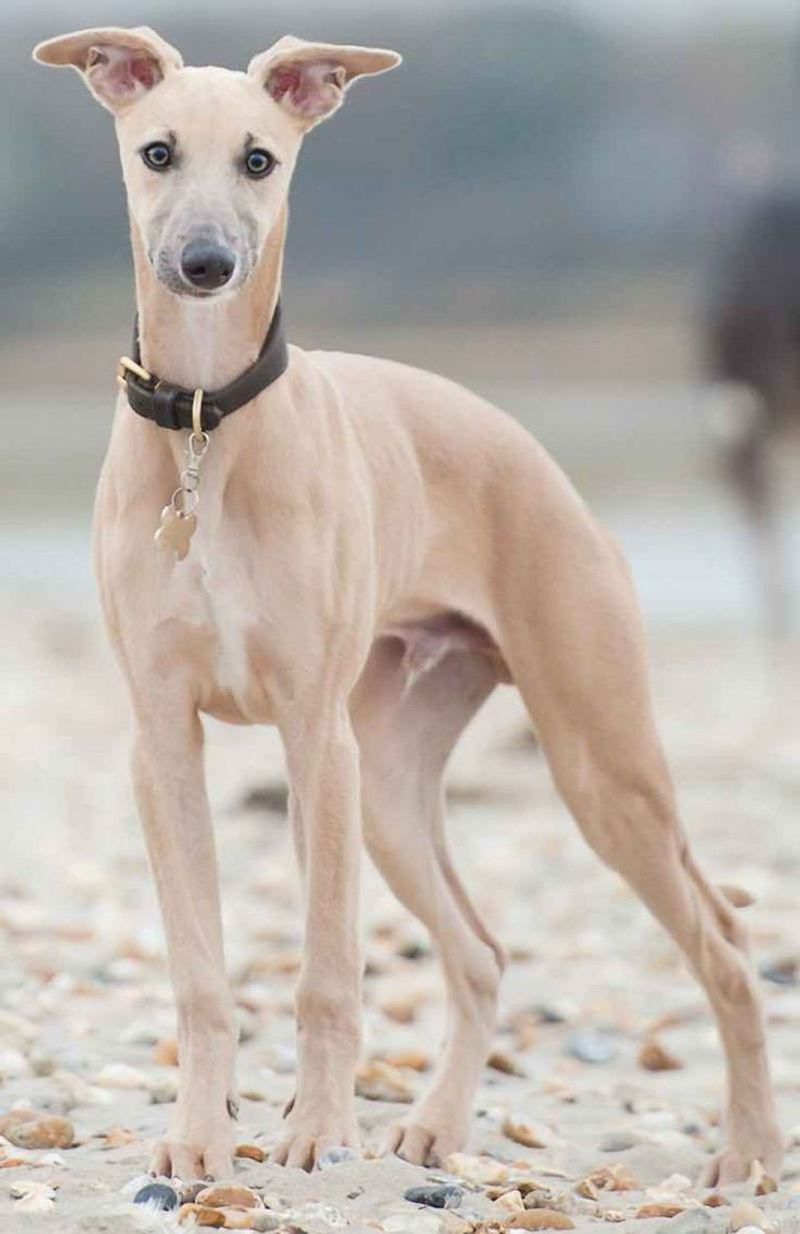 Whippet