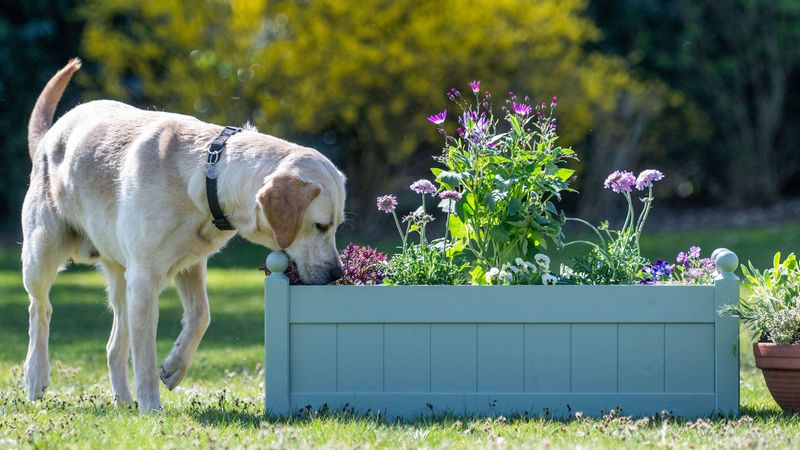 Labrador Retriever