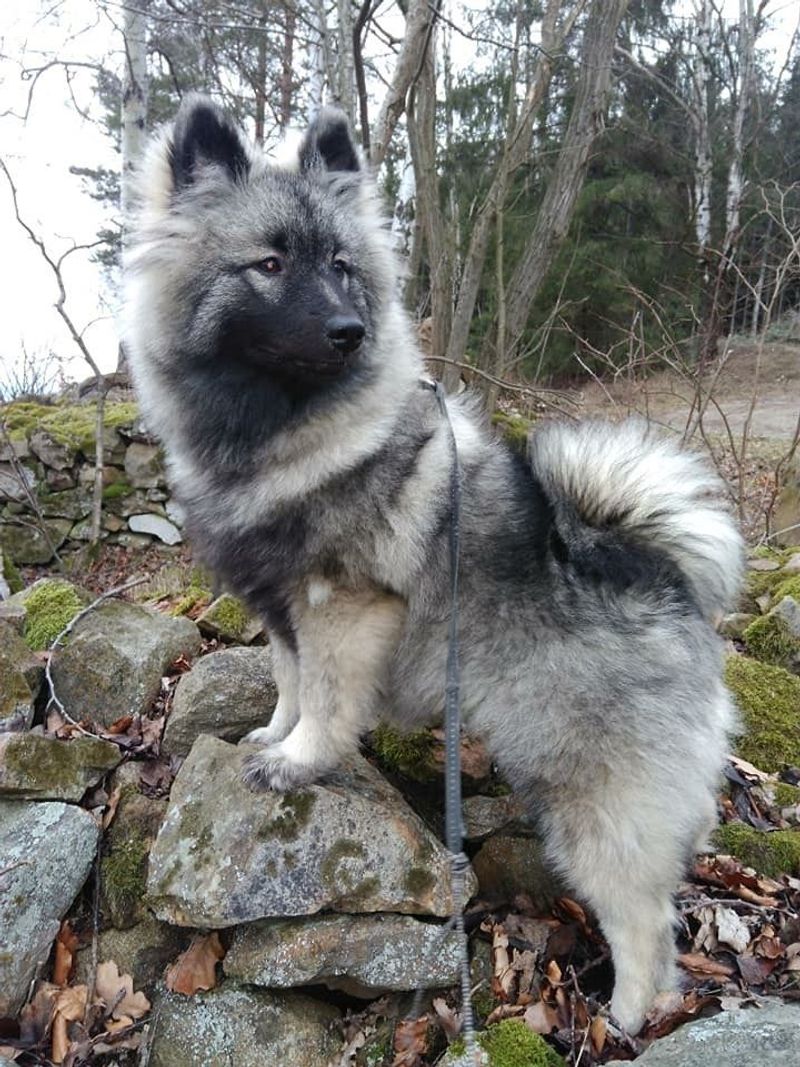 Keeshond