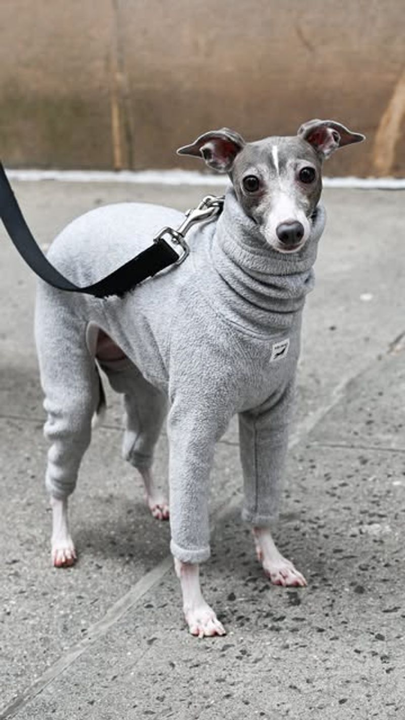 Italian Greyhound