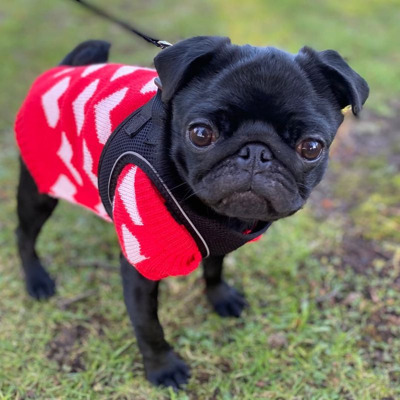 Pug
