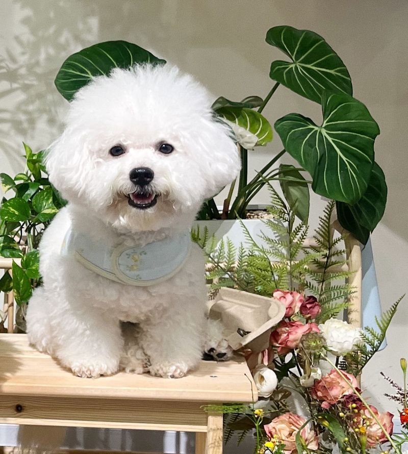 Bichon Frise