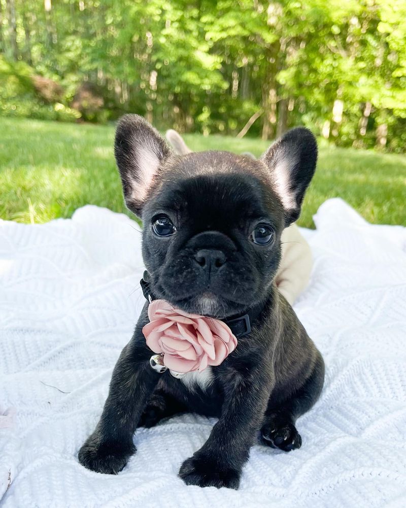 French Bulldog