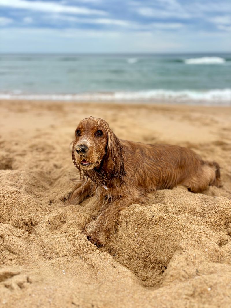 Cocker Spaniel