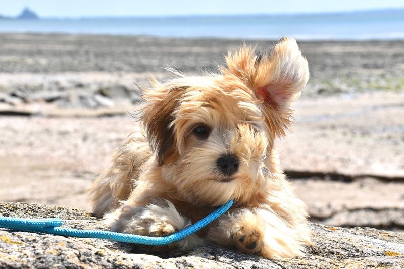 Havanese