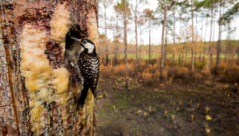 Red-Cockaded Woodpecker