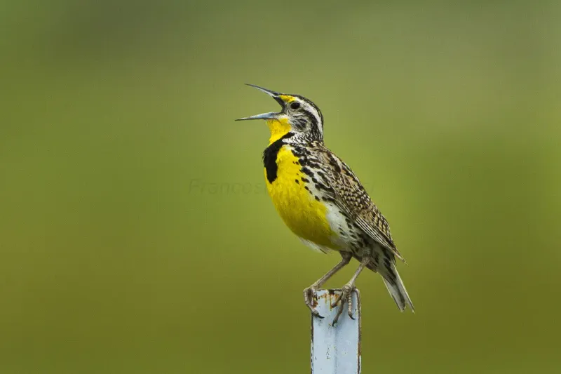 Western Meadowlark