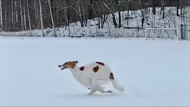 Borzoi