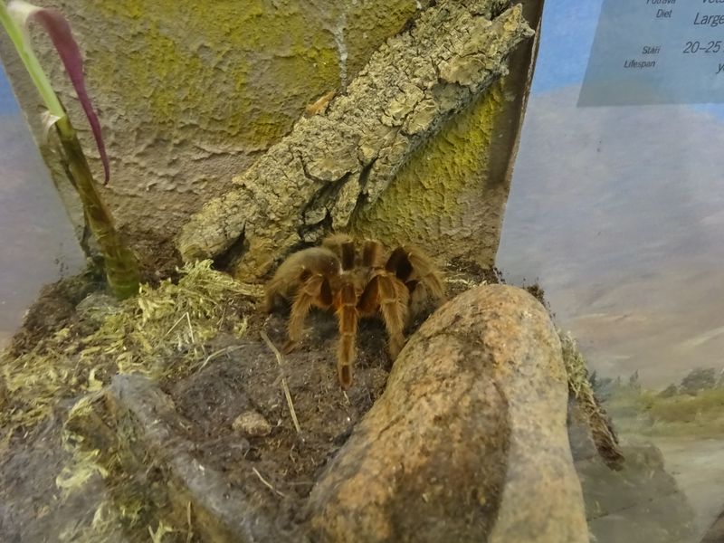 Brazilian Giant Tawny Red Tarantula