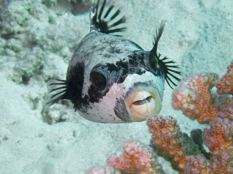 Pufferfish