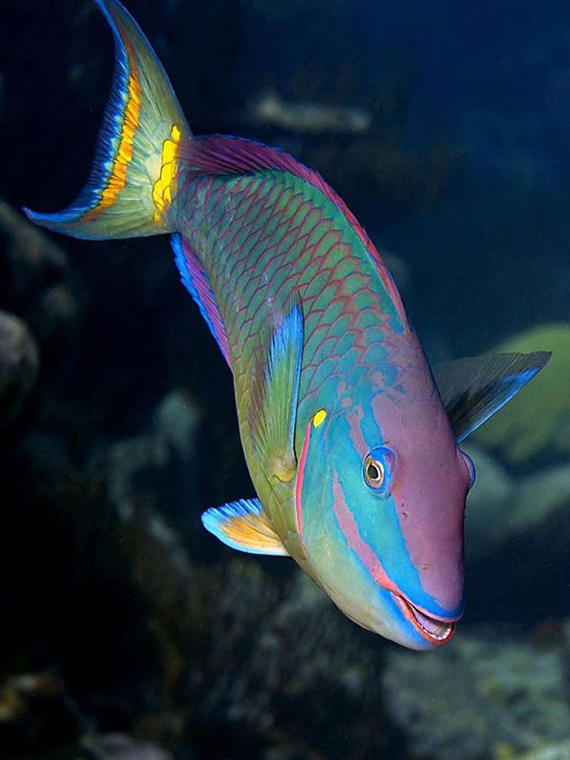 Parrotfish