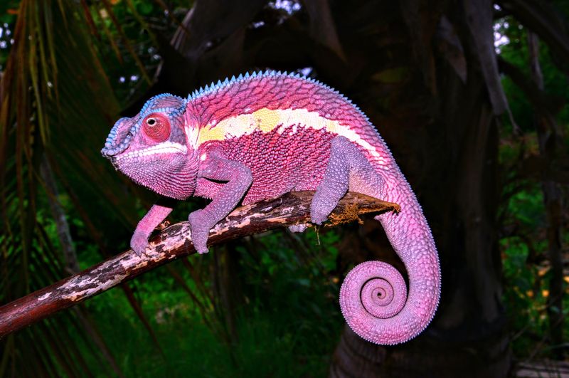 Chameleon