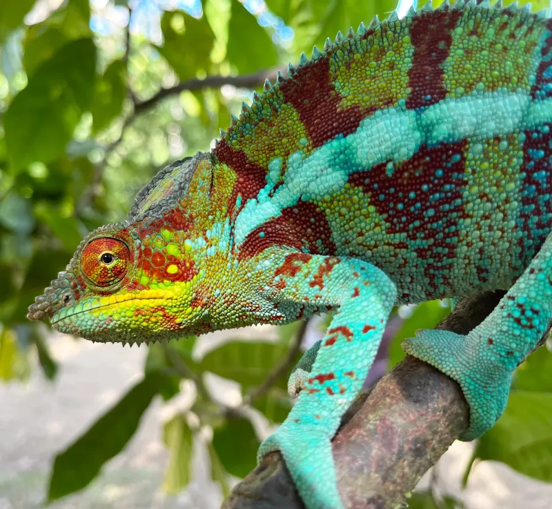Chameleon