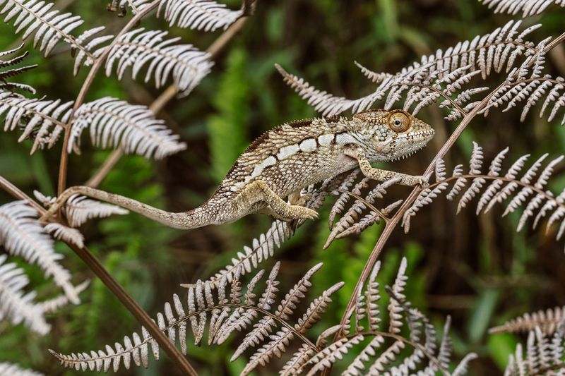 Chameleons Change Color to Match Their Surroundings