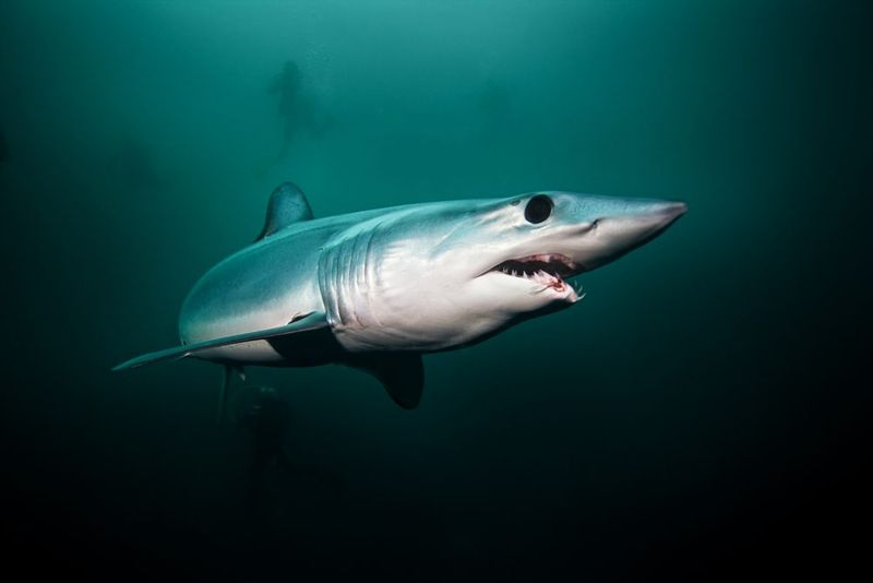 Sharks
