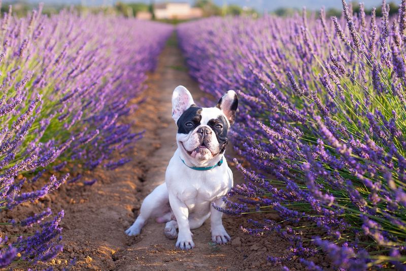 Lavender