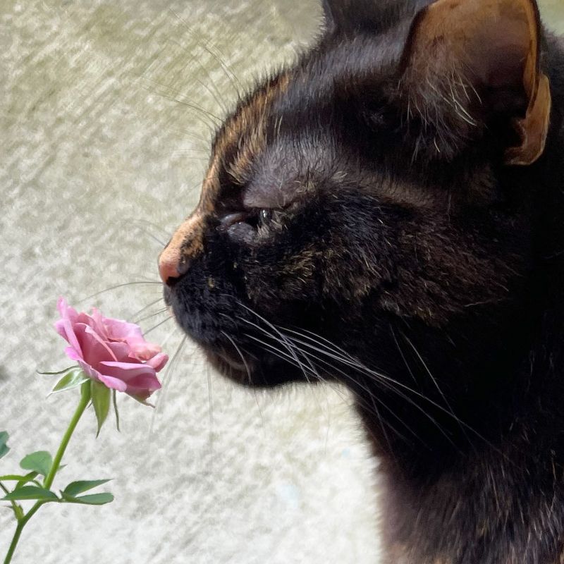 Roses
