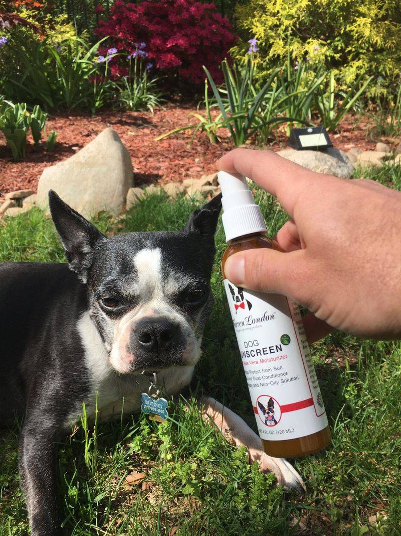 Use Pet-Safe Sunscreen