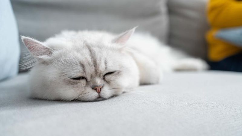 Lethargy and Weakness
