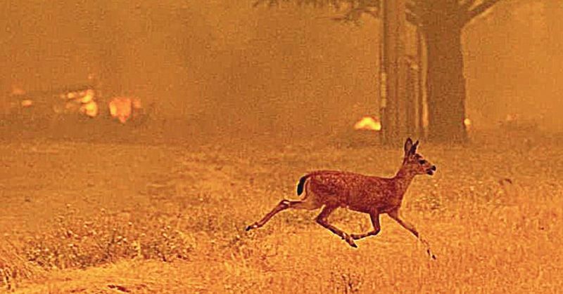 Impact on Breeding Patterns