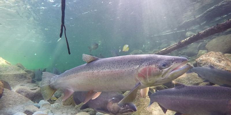 Steelhead
